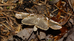 Habrosyne scripta