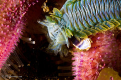Alitta virens