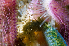 Alitta virens