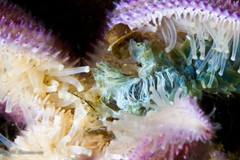 Alitta virens