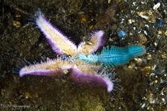 Alitta virens