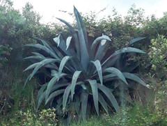 Agave cordillerensis