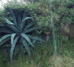 Agave cordillerensis