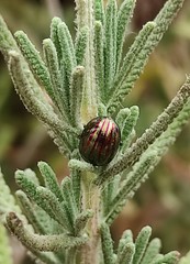 Chrysolina americana