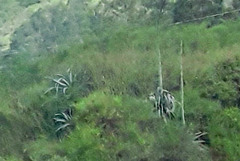 Agave cordillerensis