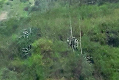 Agave cordillerensis