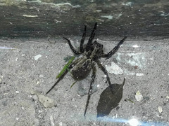 Lycosa erythrognatha