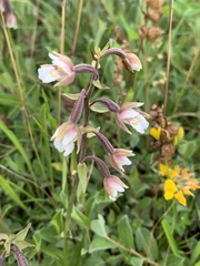 Epipactis palustris