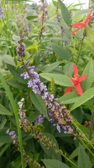 Orbexilum onobrychis