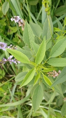 Orbexilum onobrychis