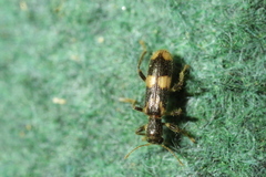 Opilo mollis