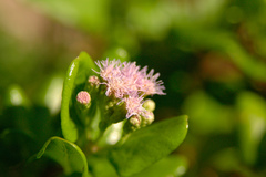 Chromolaena lucayana