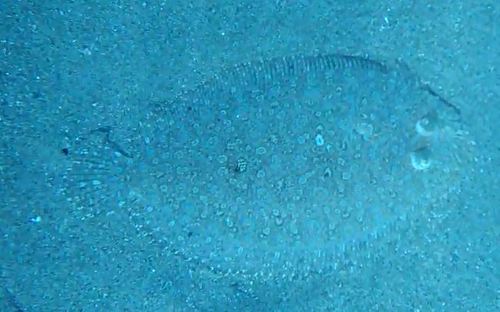 Bothus ocellatus