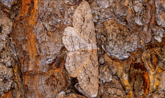 Stenoporpia pulmonaria