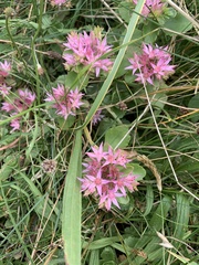 Magnoliopsida