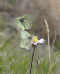 Colias behrii