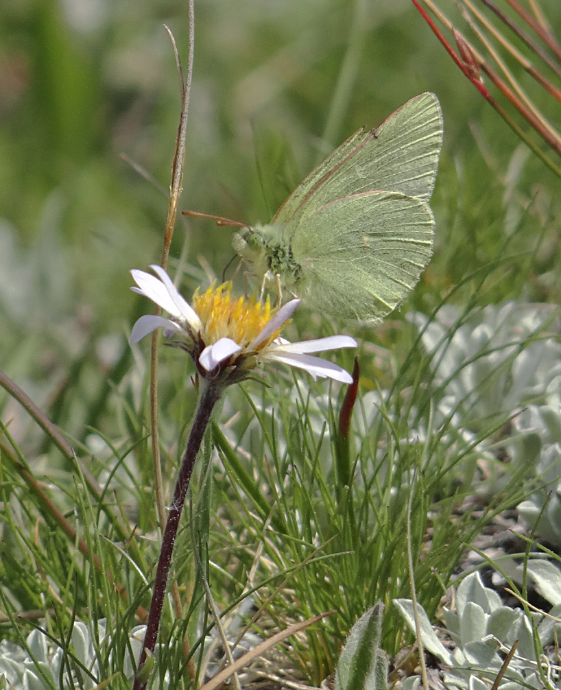Sierra Sulphur