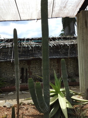 Cephalocereus scoparius