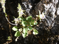 Campanula fragilis fragilis