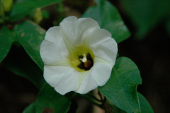 Image of Ipomoea corymbosa