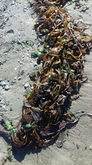 Macrocystis pyrifera