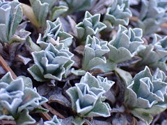 Antennaria rosulata