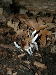 Xylaria cornu-damae