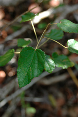 Helicteres semitriloba