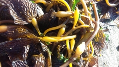 Macrocystis pyrifera