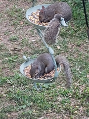 Sciurus carolinensis