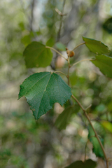 Helicteres semitriloba