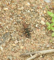 Cicindela calligramma