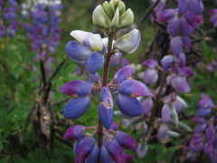 Lupinus mutabilis