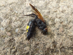 Scolia erythrocephala