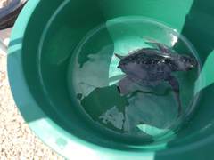 Lepidochelys olivacea