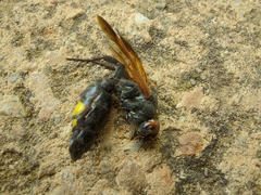 Scolia erythrocephala