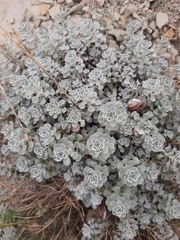 Odontarrhena obtusifolia