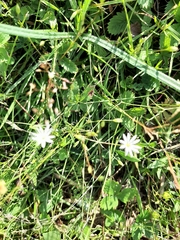 Stellaria graminea
