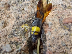 Scolia erythrocephala