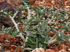 Euphorbia decaryi