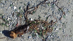 Macrocystis pyrifera