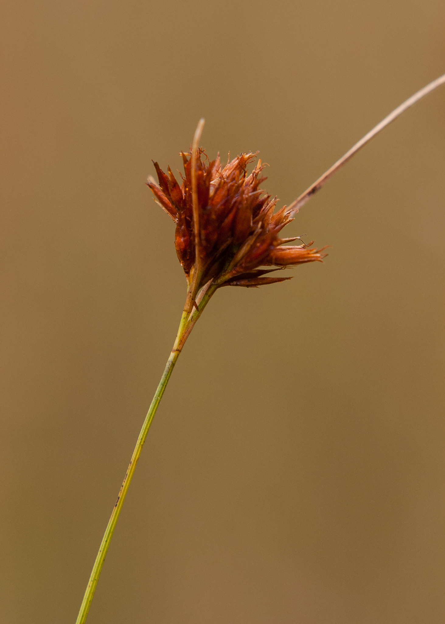Rhynchospora harperi