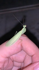 Eomantis