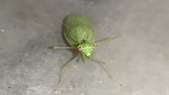 Eomantis