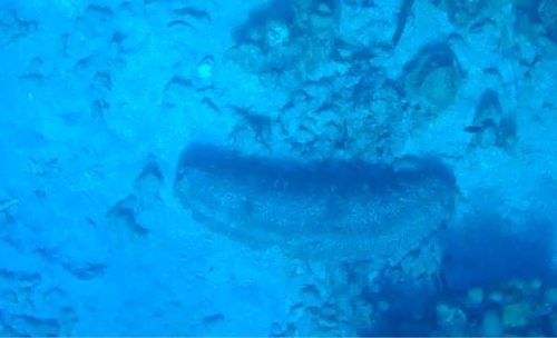 Astichopus multifidus