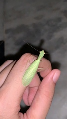 Eomantis