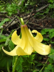 Lilium monadelphum