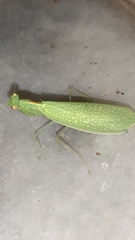 Eomantis