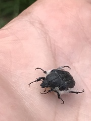 Tropinota squalida canariensis