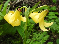 Lilium monadelphum